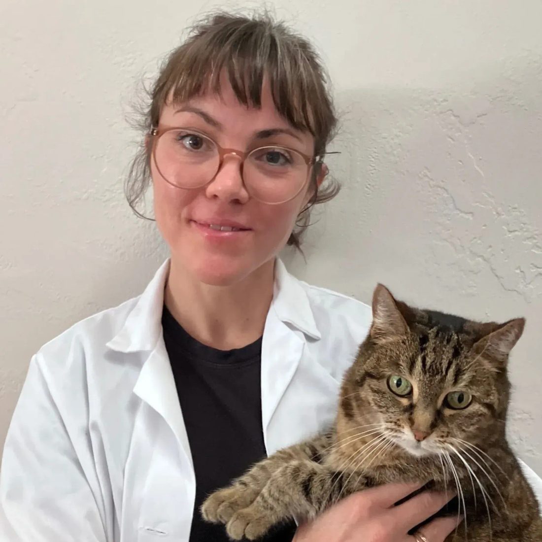 Female veterinarian holding a tabby cat in clinic setting